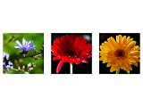 3flowers.jpg