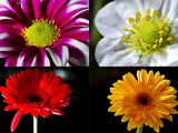 4flowers_1.jpg